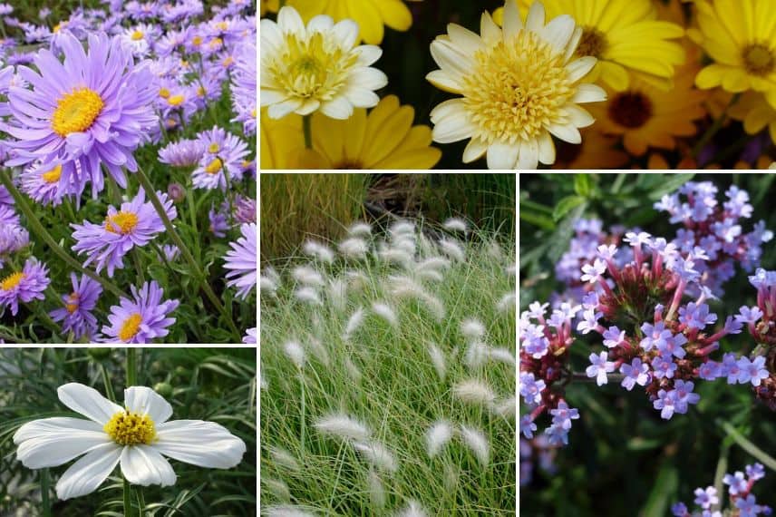 associer osteospermum