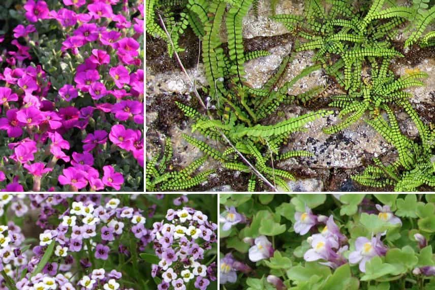 des plantes vivaces pour un mur de soutenement