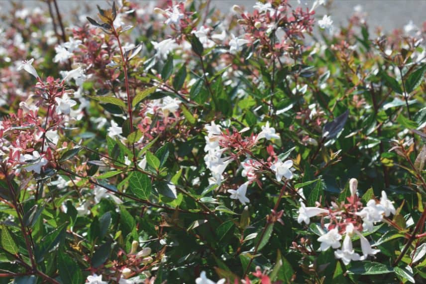 belia grandiflora Semperflorens 