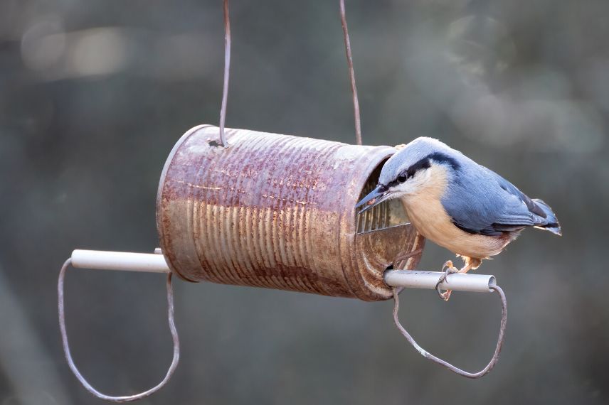 nourrir les oiseaux boite de conserve