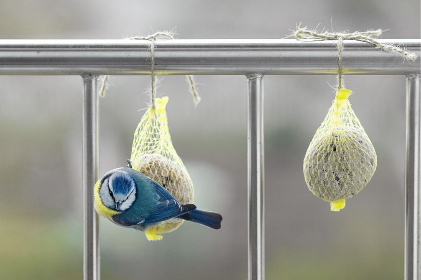 Remplir vos mangeoires : quelles graines donner aux oiseaux?