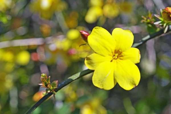 Multiplier le jasmin d'hiver par bouturage ou marcottage