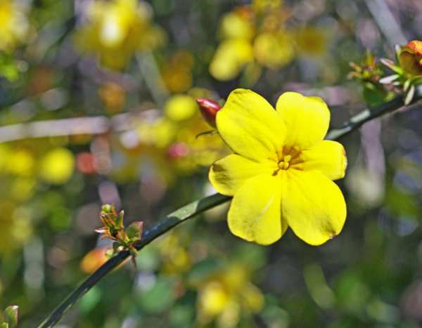 Multiplier le jasmin d'hiver par bouturage ou marcottage