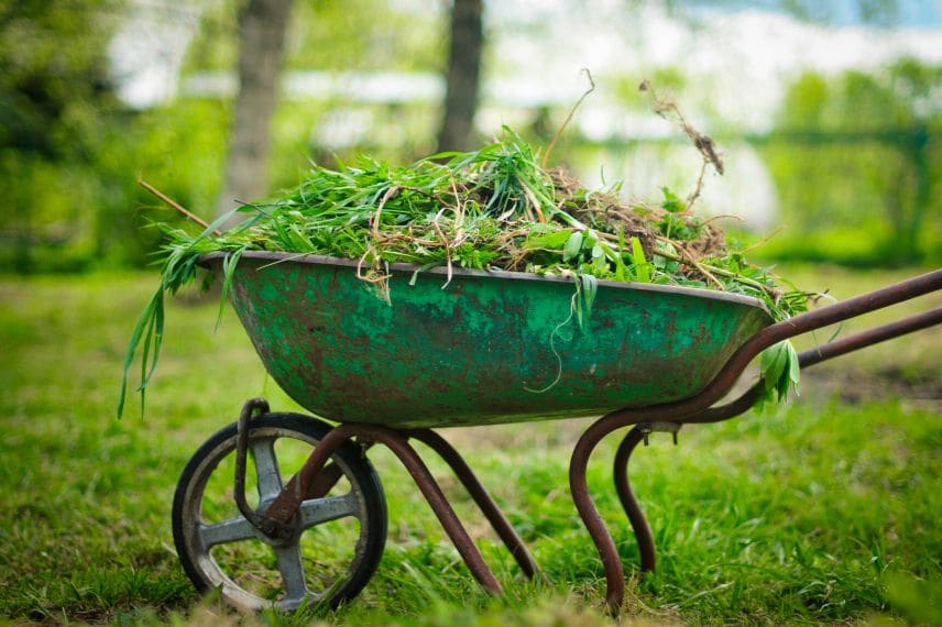 que faire des tailles des vivaces et fleurs