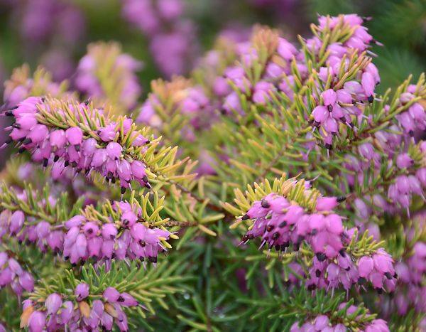 La Bruyère 'Eva Gold' : une longue floraison et un feuillage lumineux !