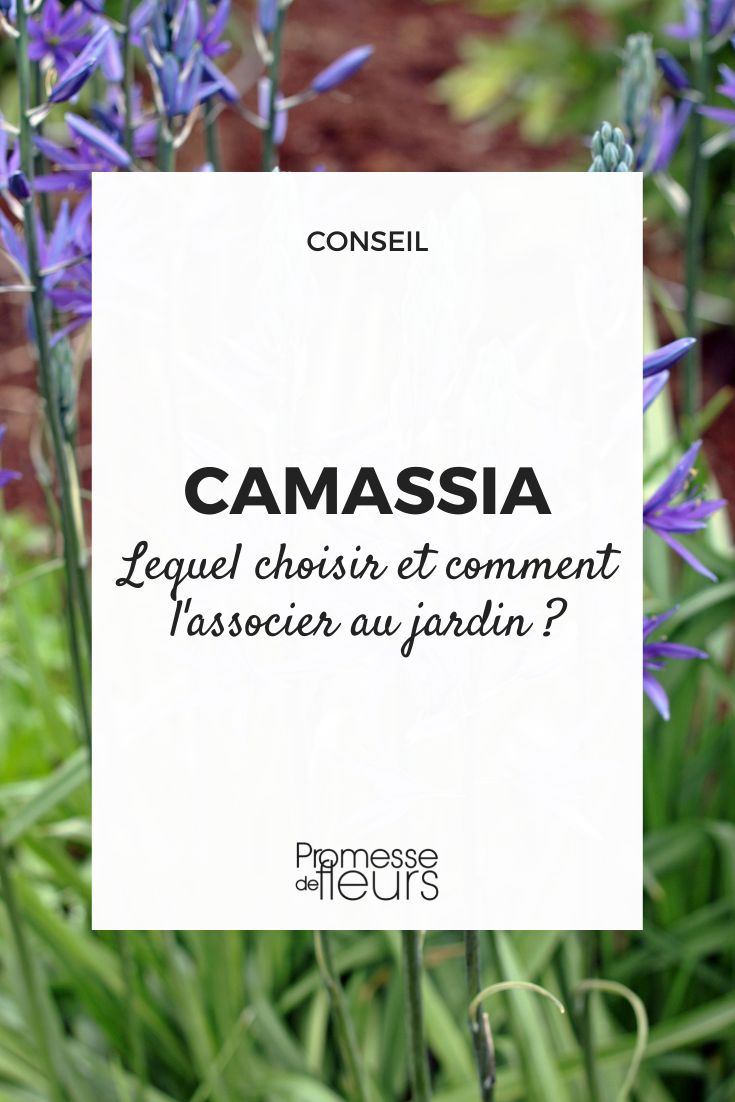 camassia choisir et associer