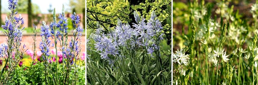 Choisir et associer les Camassia 