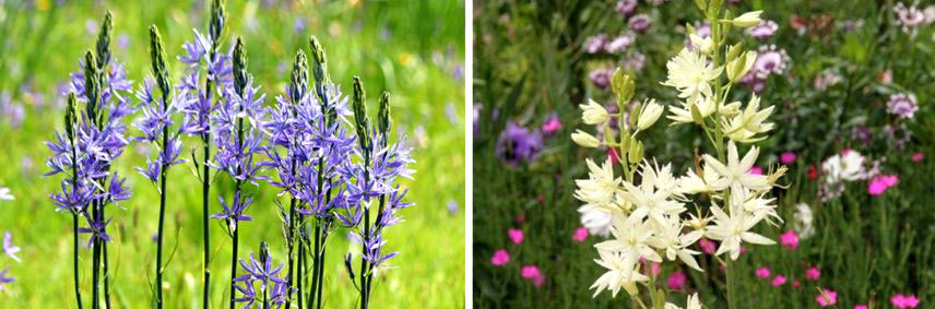 Choisir et associer les Camassia