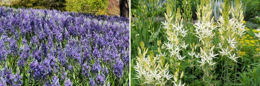 Choisir et associer les Camassia 