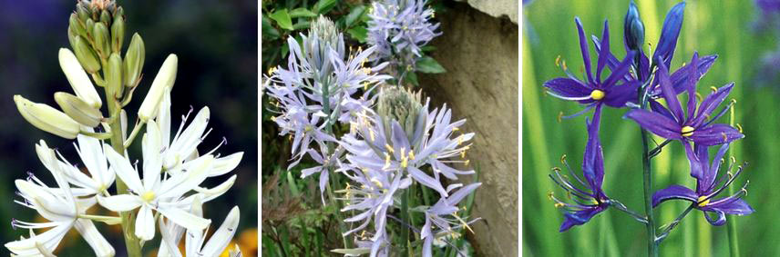 Choisir et associer les Camassia 