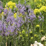 Quel Camassia choisir et comment l’associer au jardin ?