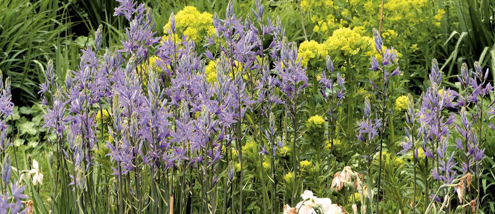 Quel Camassia choisir et comment l’associer au jardin ?