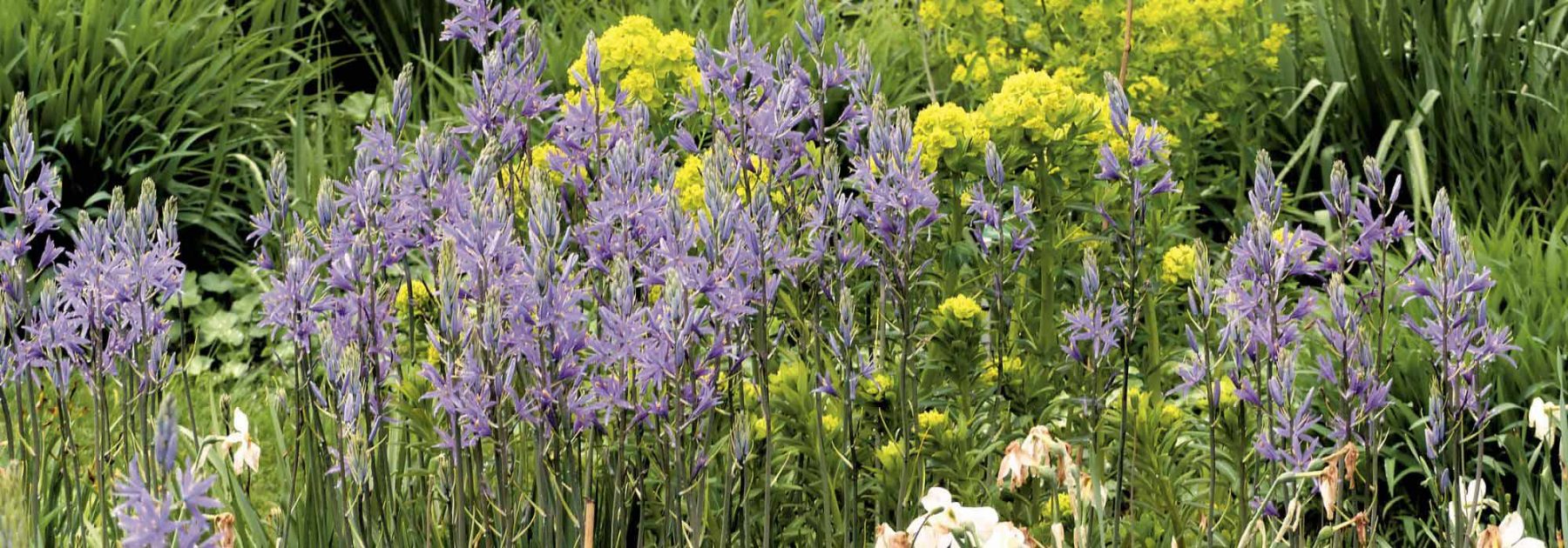 Quel Camassia choisir et comment l’associer au jardin ?