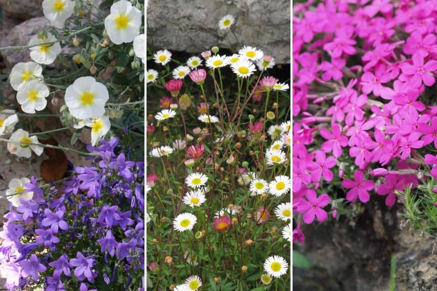 Des plantes retombantes pour un muret soutènement