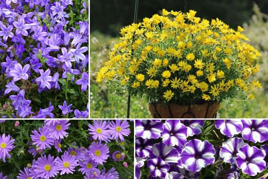 associer osteospermum