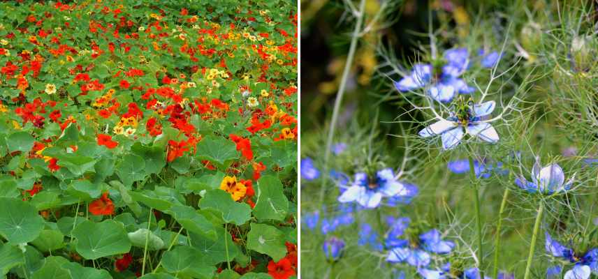 plantes qui se ressement toutes seules, plantes semis spontanés, fleurs se ressemant toutes seules,