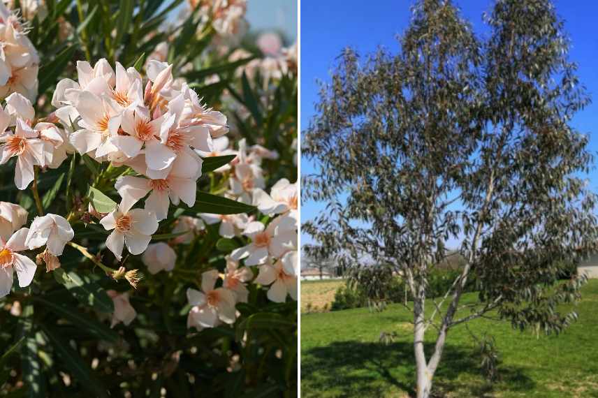 Choix arbre pour jardin, comment choisir arbre arbuste jardin