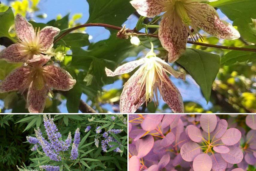 Clématite à fleurs d'automne