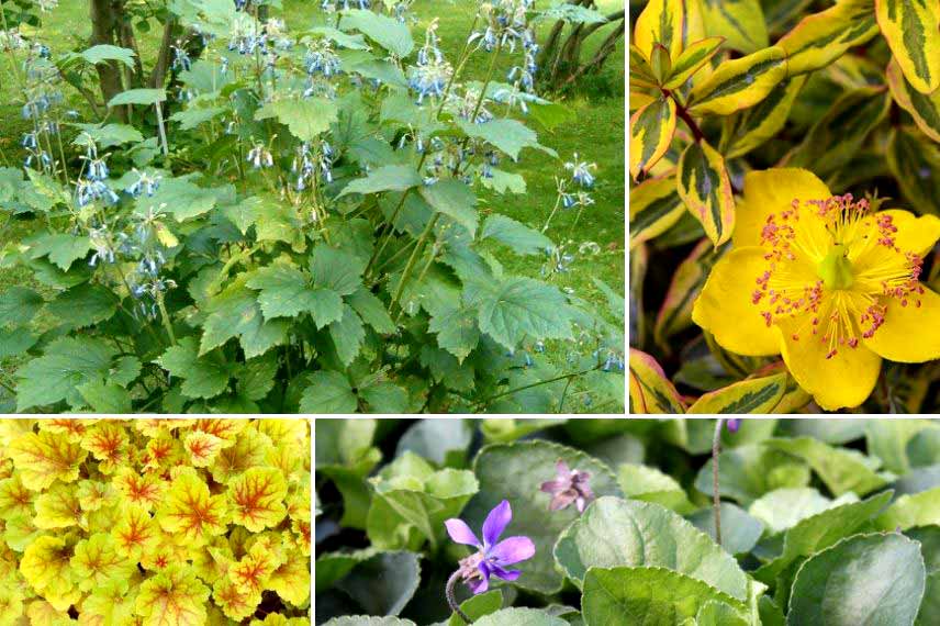 Clématite à fleurs d'automne