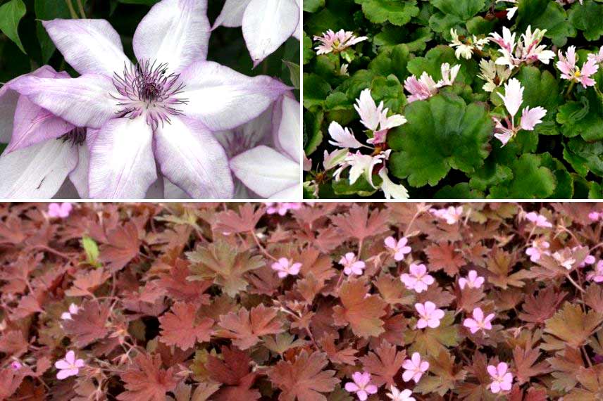 Clématite à fleurs d'automne