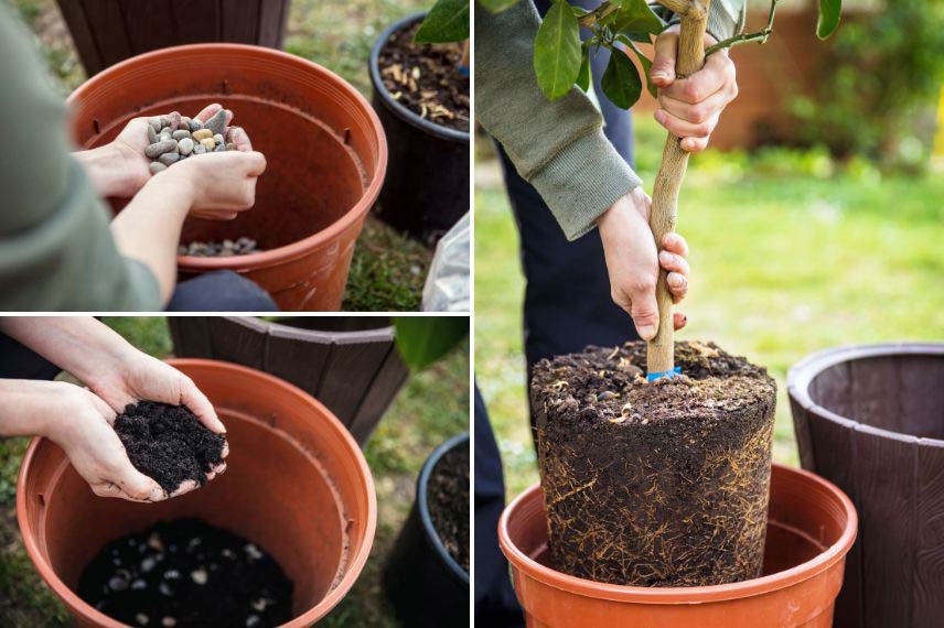 Cultiver un mandarinier ou un clémentinier en pot