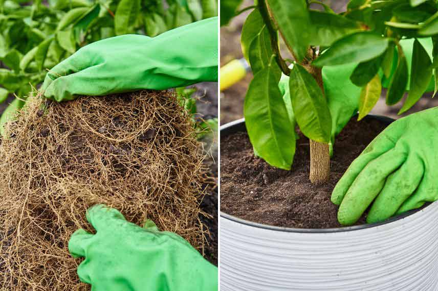 Cultiver un mandarinier ou un clémentinier en pot