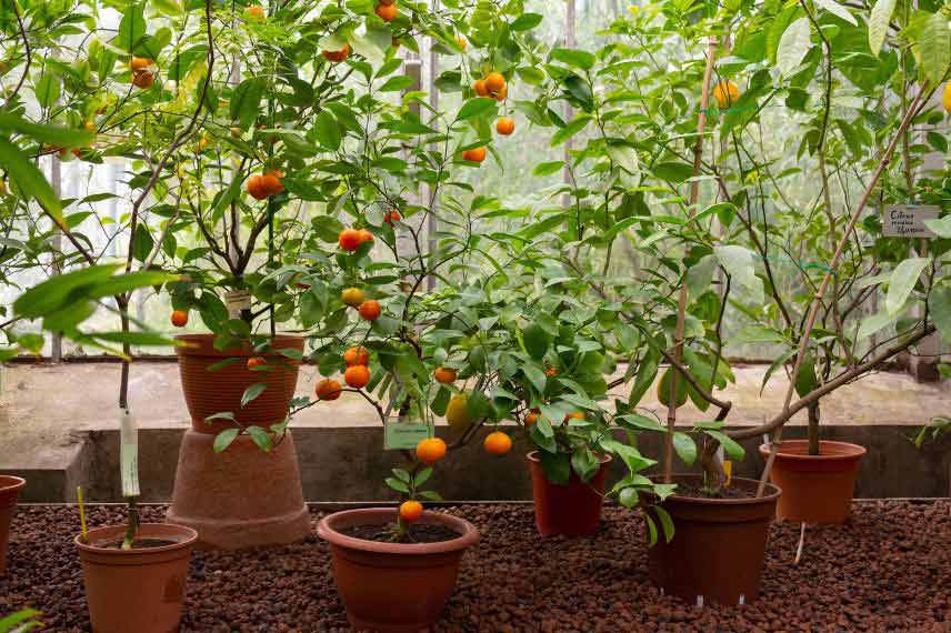 Cultiver un mandarinier ou un clémentinier en pot