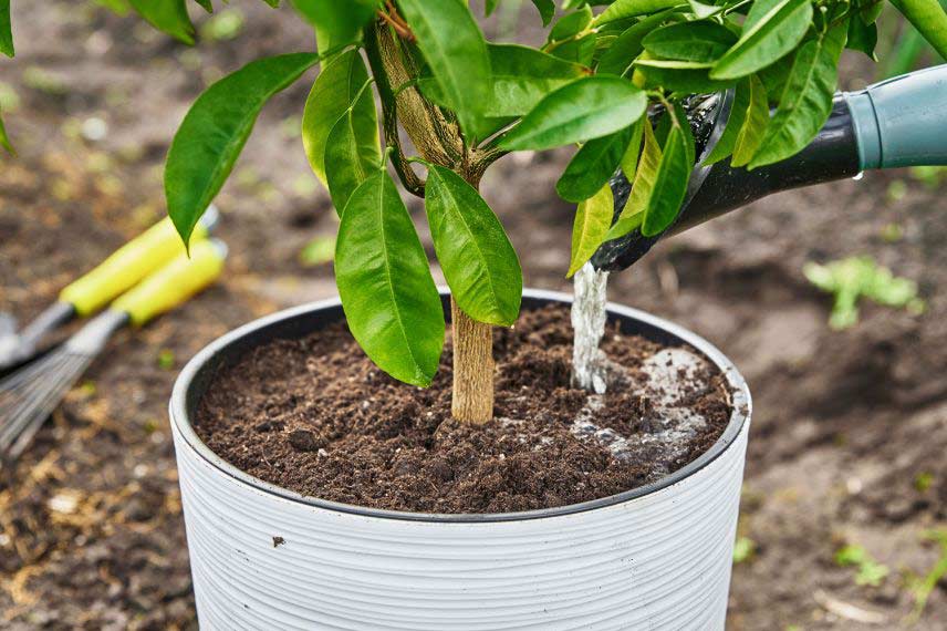 Cultiver un mandarinier ou un clémentinier en pot