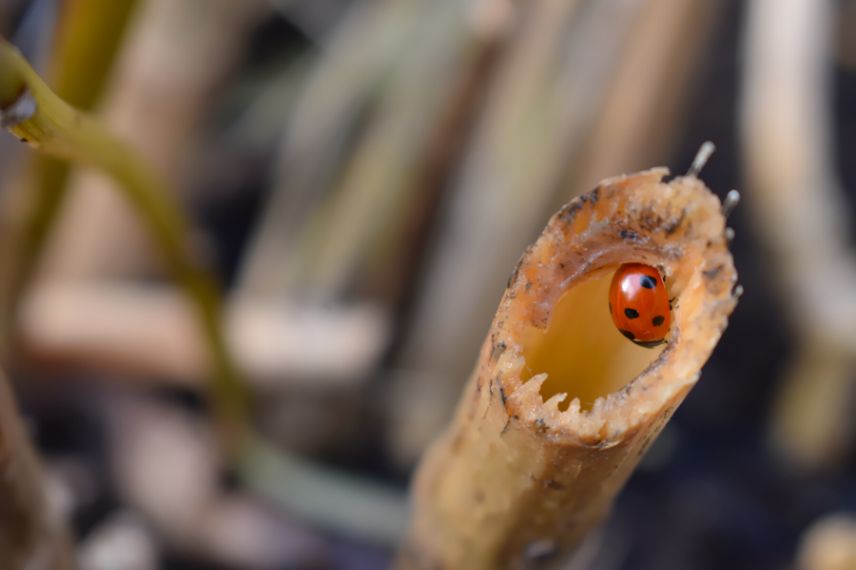 coccinelle vivace et branches