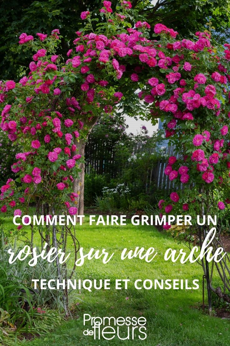 Comment faire grimper un rosier sur une arche ? - Blog Promesse de fleurs