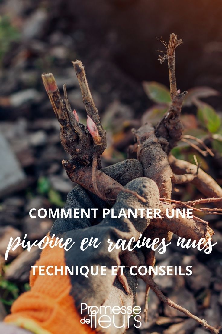 comment planter une pivoine en racines nues