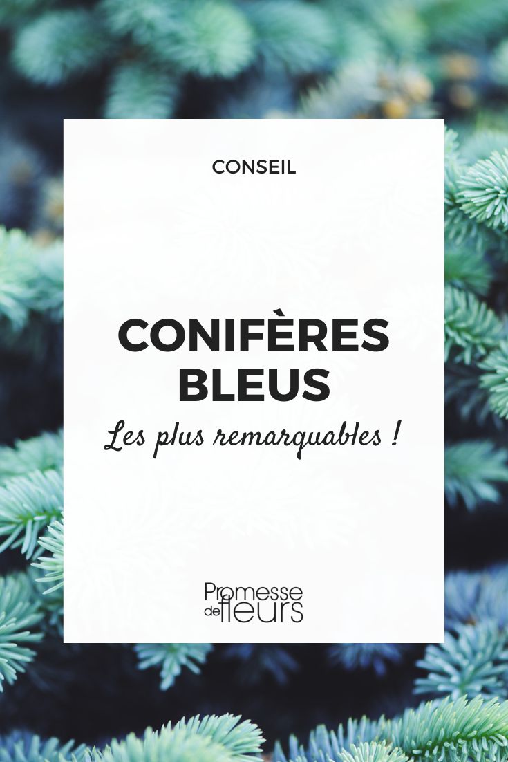 conifere bleu les plus remarquables