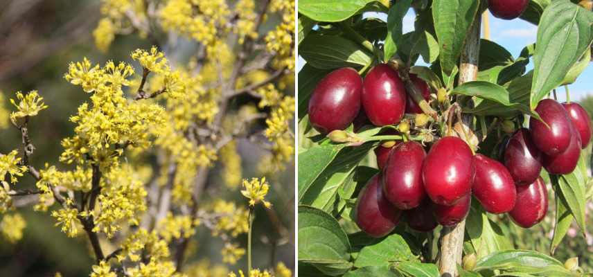 cornouillers pour petit jardin, cornus petit jardin, cornus petite taille, Cornus nain