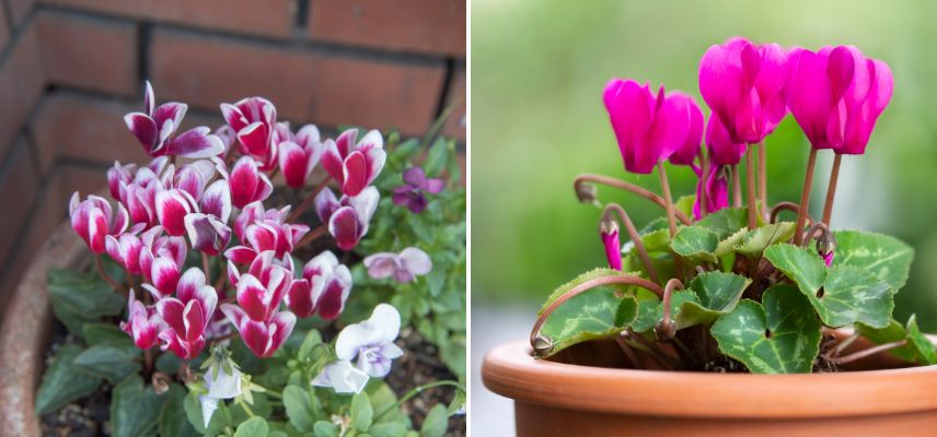 cyclamen de perse 