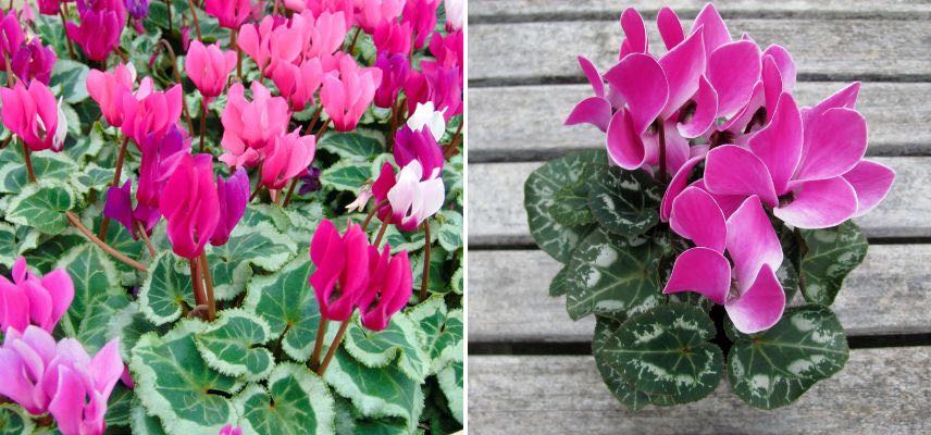 cyclamen de perse