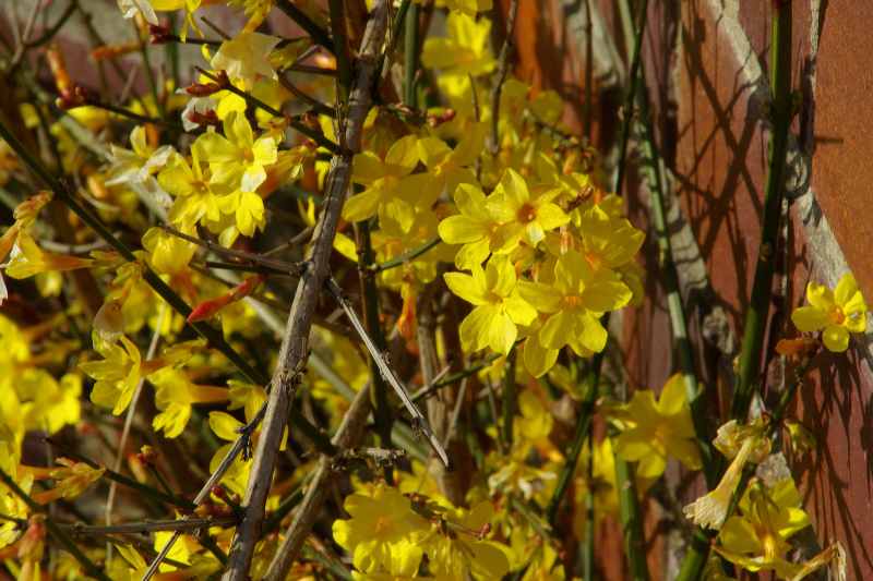 Entretenir le jasmin d'hiver, entretien jasmin d'hiver, entretenir Jasminum nudiflorum, taille et palissage jasmin d hiver