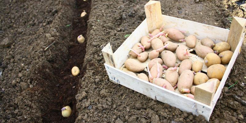 comment germer pomme de terre