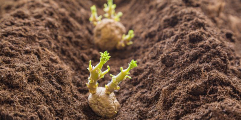 comment germer pomme de terre