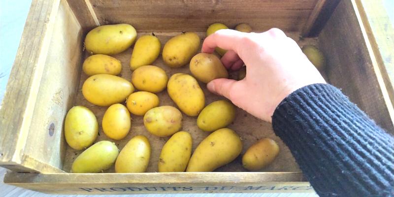 comment faire germer ses pommes de terre