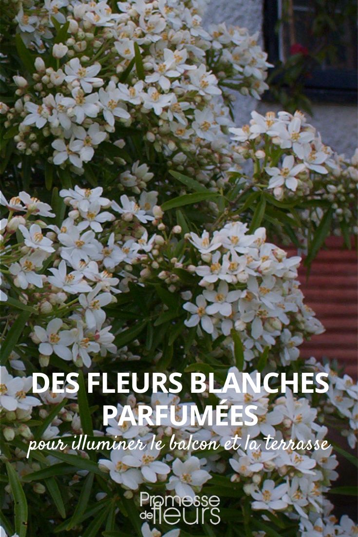 fleurs blanches parfumees pour balcon et terrasse
