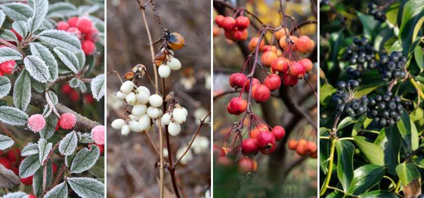 que ne pas tailler en hiver, plantes a ne pas tailler en hiver