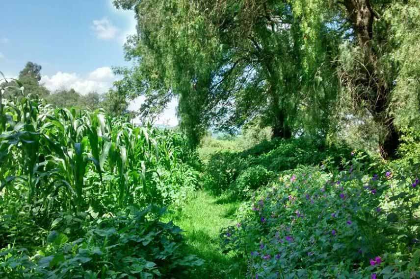 Permaculture : créer une guilde de plantes