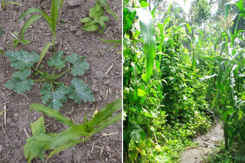 guilde de plantes les trois soeurs ou milpa