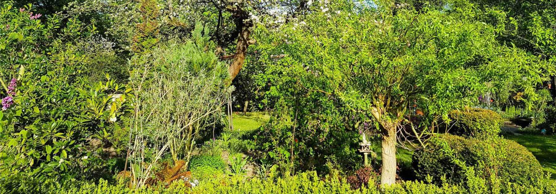 Permaculture : comment créer une guilde de plantes