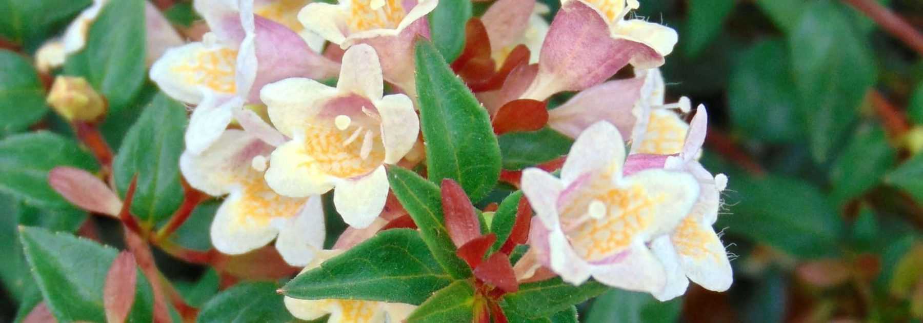 9 Abélias pour une haie fleurie