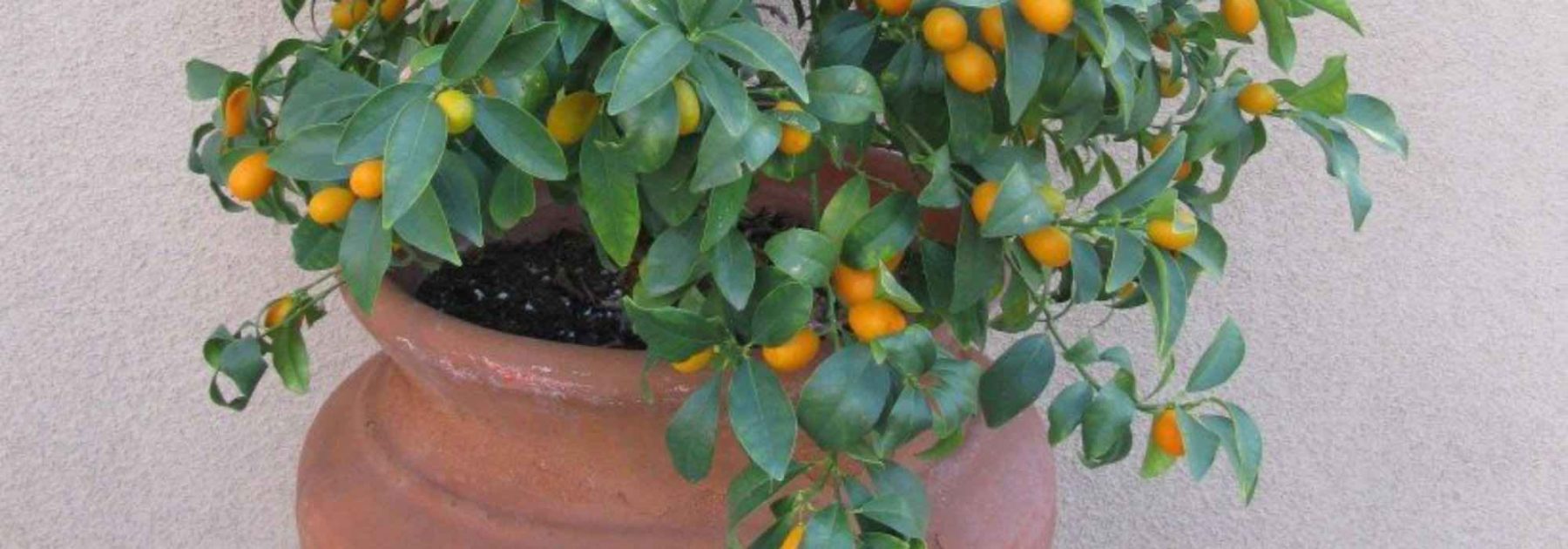 Quels agrumes cultiver en pot sur une terrasse ? - Promesse de Fleurs