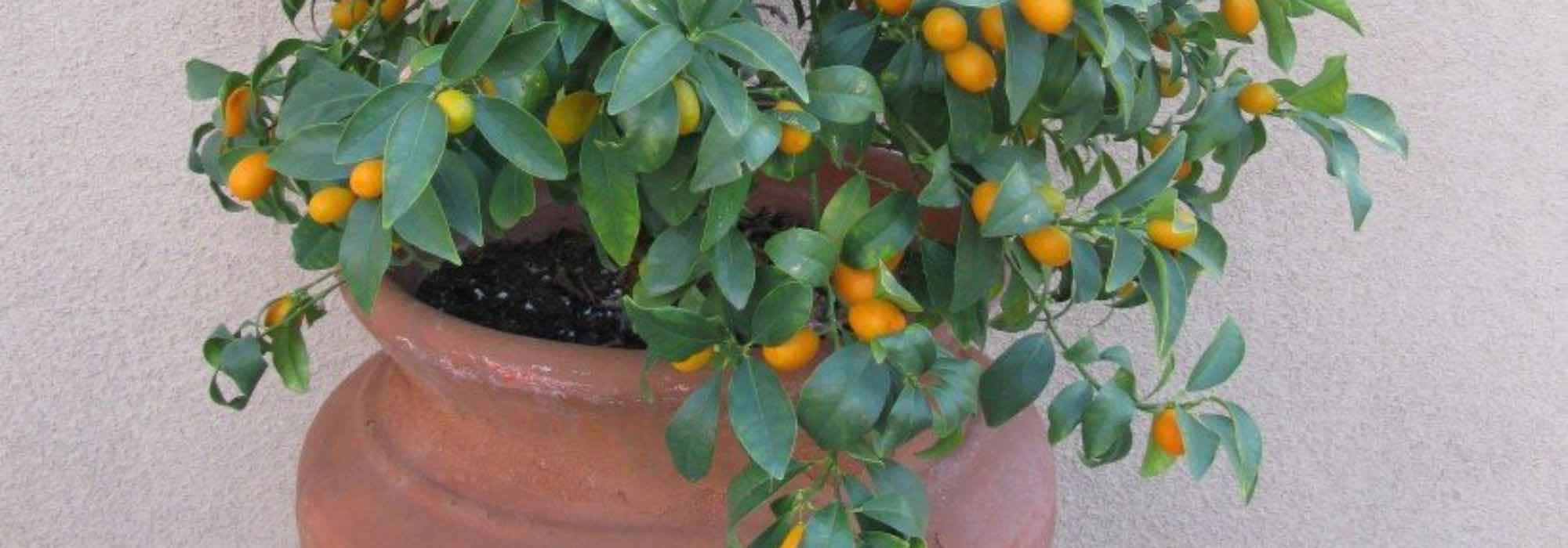 Quels agrumes cultiver en pot sur une terrasse ?