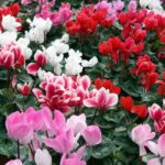 Comment cultiver le Cyclamen des fleuristes ?