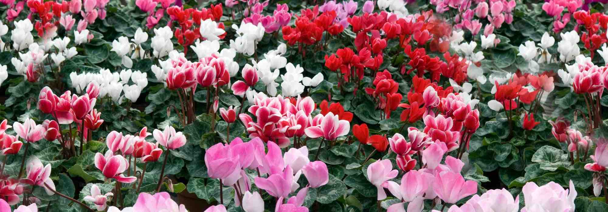 Comment cultiver le Cyclamen des fleuristes ?