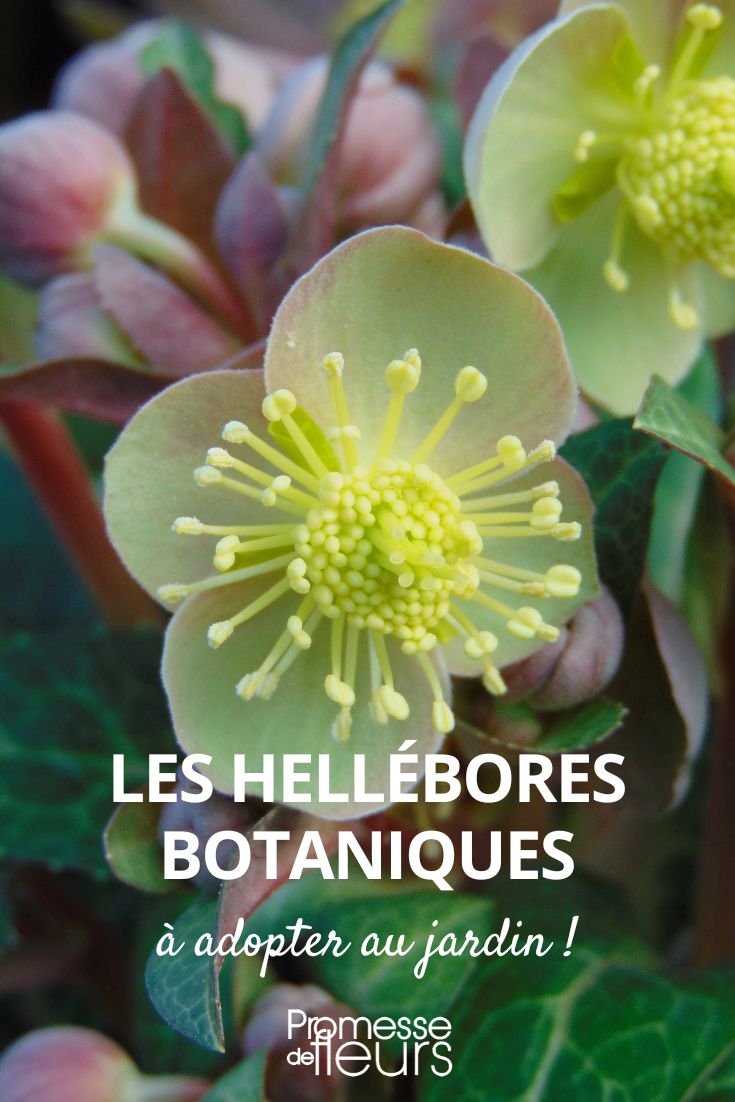 hellebores botaniques